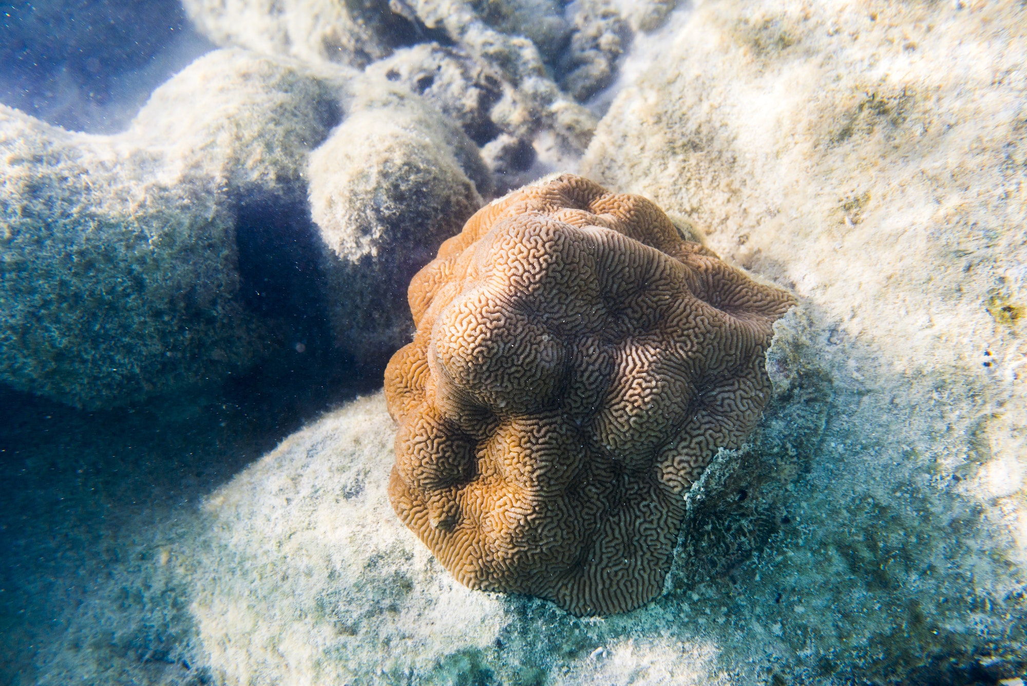 Coral in Muri Lagoon, Rarotonga, Cook Islands